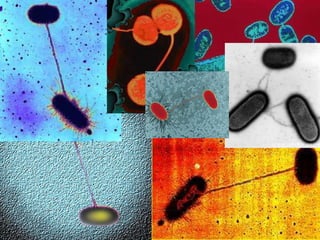 Do bacteria have sex? Rosie Redfield University of British Columbia 