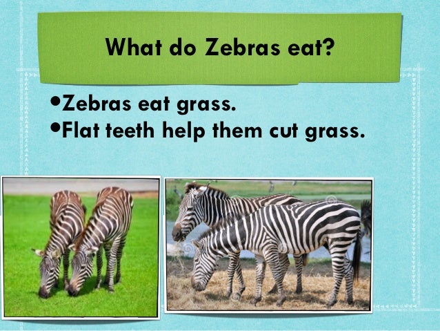 What Food Does The Zebra Eat What Food Does The Zebra Eat