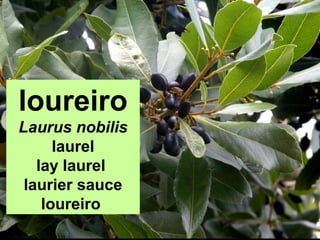 loureiro
Laurus nobilis
laurel
lay laurel
laurier sauce
loureiro
 