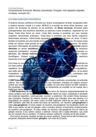 o Sistema Nervoso
Página 10
Comportamento Emocional, Memória, Aprendizado, Emoções, Vida vegetativa (digestão,
circulação, excreção etc.)
SISTEMA NERVOSO PERIFÉRICO
O sistema nervoso periférico é formado por nervos encarregados de fazer as ligações entre
o sistema nervoso central e o corpo. NERVO é a reunião de várias fibras nervosas, que
podem ser formadas de axônios ou de dendritos. As fibras nervosas, formadas pelos
prolongamentos dos neurônios (dendritos ou axônios) e seus envoltórios, organizam-se em
feixes. Cada feixe forma um nervo. Cada fibra nervosa é envolvida por uma camada
conjuntiva denominada endoneuro. Cada feixe é envolvido por uma bainha conjuntiva
denominada perineuro. Vários feixes agrupados paralelamente formam um nervo. O nervo
também é envolvido por uma bainha de tecido conjuntivo chamada epineuro. Em nosso corpo
existe um número muito grande de nervos. Seu conjunto forma a rede nervosa. Os nervos
que levam informações da periferia do corpo para o SNC são os nervos sensoriais (nervos
aferentes ou nervos sensitivos), que são formados por prolongamentos de neurônios
sensoriais (centrípetos). Aqueles que transmitem impulsos do SNC para os músculos ou
glândulas são nervos motores ou eferentes, feixe de axônios de neurônios motores
(centrífugos). Existem ainda os nervos mistos, formados por axônios de neurônios
sensoriais e por neurônios motores.
Com base na sua estrutura e função, o sistema nervoso periférico pode ainda subdividir-se
em duas partes: o sistema nervoso somático e o sistema nervoso autônomo ou de vida
vegetativa. As ações voluntárias resultam da contração de músculos estriados esqueléticos,
que estão sob o controle do sistema nervoso periférico voluntário ou somático. Já as ações
involuntárias resultam da contração das musculaturas lisa e cardíaca, controladas pelo
sistema nervoso periférico autônomo, também chamado involuntário ou visceral.
O SNP Voluntário ou Somático tem por função reagir a estímulos provenientes do ambiente
externo. Ele é constituído por fibras motoras que conduzem impulsos do sistema nervoso
central aos músculos esqueléticos. O corpo celular de uma fibra motora do SNP voluntário
fica localizado dentro do SNC e o axônio vai diretamente do encéfalo ou da medula até o
órgão que inerva.
- O SNP Autônomo ou Visceral, como o próprio nome diz, funciona independentemente de
nossa vontade e tem por função regular o ambiente interno do corpo, controlando a atividade
dos sistemas digestório, cardiovascular, excretor e endócrino. Ele contém fibras nervosas
que conduzem impulsos do sistema nervoso central aos músculos lisos das vísceras e à
musculatura do coração. Um nervo motor do SNP autônomo difere de um nervo motor do
SNP voluntário pelo fato de conter dois tipos de neurônios, um neurônio pré-ganglionar e
outro pós-ganglionar. O corpo celular do neurônio pré-ganglionar fica localizado dentro do
SNC e seu axônio vai até um gânglio, onde o impulso nervoso é transmitido sinapticamente
ao neurônio pós-ganglionar. O corpo celular do neurônio pós-ganglionar fica no interior do
gânglio nervoso e seu axônio conduz o estímulo nervoso até o órgão efetuador, que pode
ser um músculo liso ou cardíaco. O sistema nervoso autônomo compõe-se de três partes:
pequenas dilatações denominadas gânglios, num total de 23 pares.
 