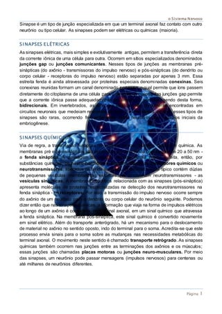 o Sistema Nervoso
Página 1
Sinapse é um tipo de junção especializada em que um terminal axonal faz contato com outro
neurônio ou tipo celular. As sinapses podem ser elétricas ou químicas (maioria).
SINAPSES E LÉTRICAS
As sinapses elétricas, mais simples e evolutivamente antigas, permitem a transferência direta
da corrente iônica de uma célula para outra. Ocorrem em sítios especializados denominados
junções gap ou junções comunicantes. Nesses tipos de junções as membranas pré-
sinápticas (do axônio - transmissoras do impulso nervoso) e pós-sinápticas (do dendrito ou
corpo celular - receptoras do impulso nervoso) estão separadas por apenas 3 mm. Essa
estreita fenda é ainda atravessada por proteínas especiais denominadas conexinas. Seis
conexinas reunidas formam um canal denominado conexon, o qual permite que íons passem
diretamente do citoplasma de uma célula para o de outra. A maioria das junções gap permite
que a corrente iônica passe adequadamente em ambos os sentidos, sendo desta forma,
bidirecionais. Em invertebrados, as sinapses elétricas são comumente encontradas em
circuitos neuronais que medeiam respostas de fuga. Em mamíferos adultos, esses tipos de
sinapses são raras, ocorrendo frequentemente entre neurônios nos estágios iniciais da
embriogênese.
SINAPSES QUÍMICAS
Via de regra, a transmissão sináptica no sistema nervoso humano maduro é química. As
membranas pré e pós-sinápticas são separadas por uma fenda com largura de 20 a 50 nm -
a fenda sináptica. A passagem do impulso nervoso nessa região é feita, então, por
substâncias químicas: os neuro-hormônios, também chamados mediadores químicos ou
neurotransmissores, liberados na fenda sináptica. O terminal axonal típico contém dúzias
de pequenas vesículas membranosas esféricas que armazenam neurotransmissores - as
vesículas sinápticas. A membrana dendrítica relacionada com as sinapses (pós-sináptica)
apresenta moléculas de proteínas especializadas na detecção dos neurotransmissores na
fenda sináptica - os receptores. Por isso, a transmissão do impulso nervoso ocorre sempre
do axônio de um neurônio para o dendrito ou corpo celular do neurônio seguinte. Podemos
dizer então que nas sinapses químicas, a informação que viaja na forma de impulsos elétricos
ao longo de um axônio é convertida, no terminal axonal, em um sinal químico que atravessa
a fenda sináptica. Na membrana pós-sináptica, este sinal químico é convertido novamente
em sinal elétrico. Além do transporte anterógrado, há um mecanismo para o deslocamento
de material no axônio no sentido oposto, indo do terminal para o soma. Acredita-se que este
processo envia sinais para o soma sobre as mudanças nas necessidades metabólicas do
terminal axonal. O movimento neste sentido é chamado transporte retrógrado. As sinapses
químicas também ocorrem nas junções entre as terminações dos axônios e os músculos;
essas junções são chamadas placas motoras ou junções neuro-musculares. Por meio
das sinapses, um neurônio pode passar mensagens (impulsos nervosos) para centenas ou
até milhares de neurônios diferentes.
 