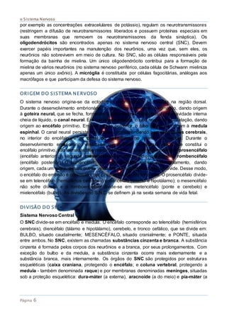 o Sistema Nervoso
Página 6
por exemplo as concentrações extracelulares de potássio), regulam os neurotransmissores
(restringem a difusão de neurotransmissores liberados e possuem proteínas especiais em
suas membranas que removem os neurotransmissores da fenda sináptica). Os
oligodendrócitos são encontrados apenas no sistema nervoso central (SNC). Devem
exercer papéis importantes na manutenção dos neurônios, uma vez que, sem eles, os
neurônios não sobrevivem em meio de cultura. No SNC, são as células responsáveis pela
formação da bainha de mielina. Um único oligodendrócito contribui para a formação de
mielina de vários neurônios (no sistema nervoso periférico, cada célula de Schwann mieliniza
apenas um único axônio). A micróglia é constituída por células fagocitárias, análogas aos
macrófagos e que participam da defesa do sistema nervoso.
ORIGEM DO SISTEMA NE RVOSO
O sistema nervoso origina-se da ectoderme embrionária e se localiza na região dorsal.
Durante o desenvolvimento embrionário, a ectoderme sofre uma invaginação, dando origem
à goteira neural, que se fecha, formando o tubo neural. Este possui uma cavidade interna
cheia de líquido, o canal neural. Em sua região anterior, o tubo neural sofre dilatação, dando
origem ao encéfalo primitivo. Em sua região posterior, o tubo neural dá origem à medula
espinhal. O canal neural persiste nos adultos, correspondendo aos ventrículos cerebrais,
no interior do encéfalo, e ao canal do epêndimo, no interior da medula. Durante o
desenvolvimento embrionário, verifica-se que a partir da vesícula única que constitui o
encéfalo primitivo, são formadas três outras vesículas: a primeira, denominada prosencéfalo
(encéfalo anterior); a segunda, mesencéfalo (encéfalo médio) e a terceira, rombencéfalo
(encéfalo posterior). O prosencéfalo e o rombencéfalo sofrem estrangulamento, dando
origem, cada um deles, a duas outras vesículas. O mesencéfalo não se divide. Desse modo,
o encéfalo do embrião é constituído por cinco vesículas em linha reta. O prosencéfalo divide-
se em telencéfalo (hemisférios cerebrais) e diencéfalo (tálamo e hipotálamo); o mesencéfalo
não sofre divisão e o romboencéfalo divide-se em metencéfalo (ponte e cerebelo) e
mielencéfalo (bulbo). As divisões do S.N.C se definem já na sexta semana de vida fetal.
DIVISÃO DO SNC
Sistema Nervoso Central
O SNC divide-se em encéfalo e medula. O encéfalo corresponde ao telencéfalo (hemisférios
cerebrais), diencéfalo (tálamo e hipotálamo), cerebelo, e tronco cefálico, que se divide em:
BULBO, situado caudalmente; MESENCÉFALO, situado cranialmente; e PONTE, situada
entre ambos. No SNC, existem as chamadas substâncias cinzenta e branca. A substância
cinzenta é formada pelos corpos dos neurônios e a branca, por seus prolongamentos. Com
exceção do bulbo e da medula, a substância cinzenta ocorre mais externamente e a
substância branca, mais internamente. Os órgãos do SNC são protegidos por estruturas
esqueléticas (caixa craniana, protegendo o encéfalo; e coluna vertebral, protegendo a
medula - também denominada raque) e por membranas denominadas meninges, situadas
sob a proteção esquelética: dura-máter (a externa), aracnoide (a do meio) e pia-máter (a
 