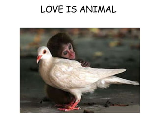 LOVE IS ANIMAL
 