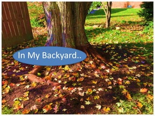 In My Backyard..
 