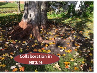 Collaboration in
Nature
 