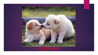 Puppy love
 