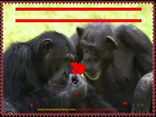 ‫: كللمزيد نرحوك قم بزيارة موقعنا الكلكترونى ‪www.tommyswindow.com‬‬
 