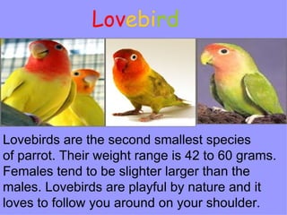 Lov ebi rd   Lovebirds are the second smallest species  of parrot. Their weight range is 42 to 60 grams.  Females tend to be slighter larger than the males. Lovebirds are playful by nature and it  loves to follow you around on your shoulder .  