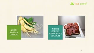 NORTH
KOREAN
GINSENG
NORTH
KOREAN
GANODERMA
LUCIDUM
10
 