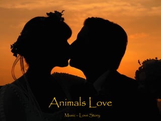Animals Love
Music – Love Story
 