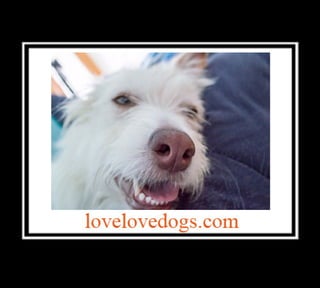 Love love dogs - all about dog