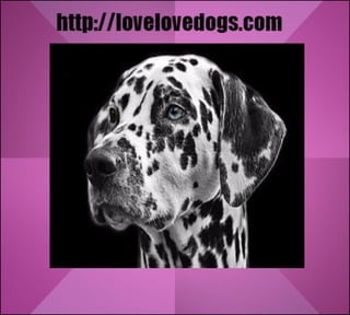 Love love dogs   everything about pet dog