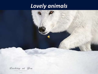 Lovely animals 