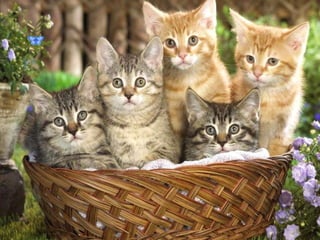 Lovely cats