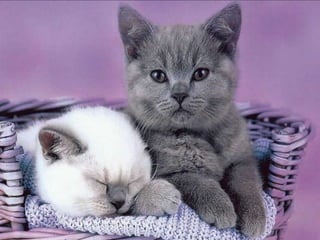 Lovely cats