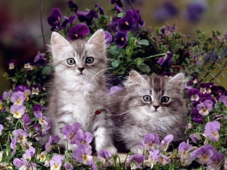 Lovely cats