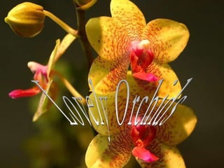 Lovely Orchids 