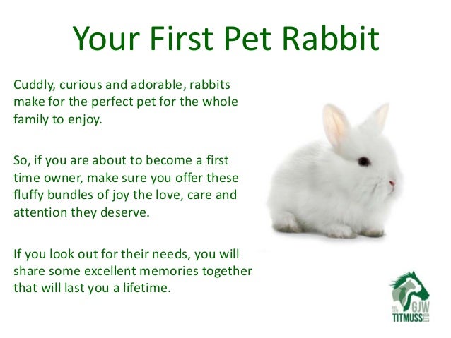 pet rabbit needs
