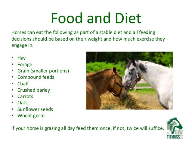 loving your pet looking after your first horse loving your pet looking after your first horse