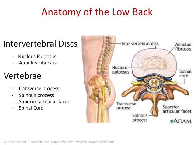 Low Back Pain