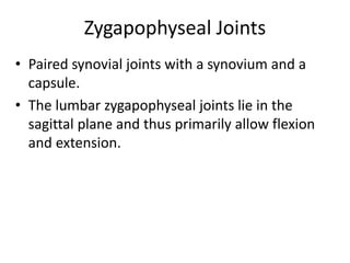 Zygapophyseal Joints
• Paired synovial joints with a synovium and a
capsule.
• The lumbar zygapophyseal joints lie in the
sagittal plane and thus primarily allow flexion
and extension.
 
