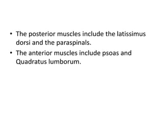 • The posterior muscles include the latissimus
dorsi and the paraspinals.
• The anterior muscles include psoas and
Quadratus lumborum.
 