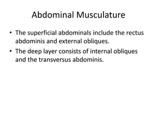 Abdominal Musculature
• The superficial abdominals include the rectus
abdominis and external obliques.
• The deep layer consists of internal obliques
and the transversus abdominis.
 