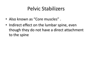 Pelvic Stabilizers
• Also known as “Core muscles” .
• Indirect effect on the lumbar spine, even
though they do not have a direct attachment
to the spine
 
