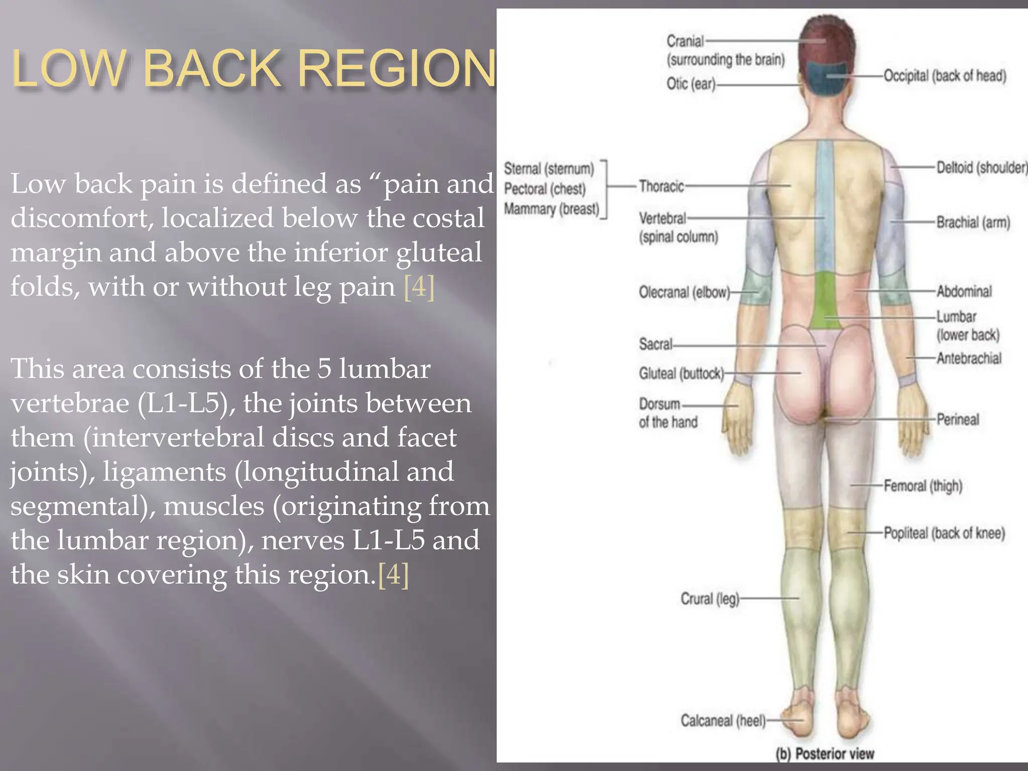 LOW BACK PAIN cause risk factors how to evaluate treatment | PPTX