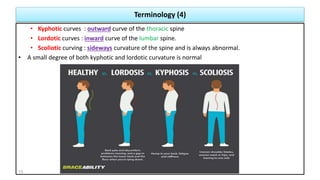 Terminology (4)
• Kyphotic curves : outward curve of the thoracic spine
• Lordotic curves : inward curve of the lumbar spine.
• Scoliotic curving : sideways curvature of the spine and is always abnormal.
• A small degree of both kyphotic and lordotic curvature is normal
13
 