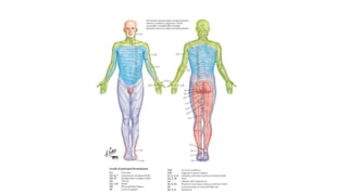 Low Back Pain lecture with associated causes | PPTX