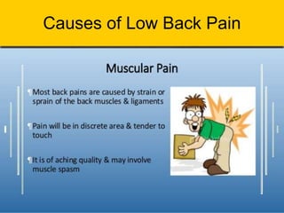 Causes of Low Back Pain
 