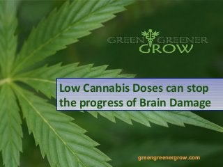 Low Cannabis Doses can stop
the progress of Brain Damage
Low Cannabis Doses can stop
the progress of Brain Damage
greengreenergrow.com
 
