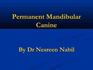 Permanent Mandibular
Canine
By Dr Nesreen Nabil
 