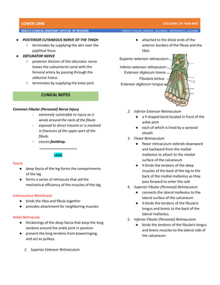 LOWER LIMB LDCUCOM: 1ST YEAR MED
SNELL’S CLINICAL ANATOMY 10TH ED. BY REGIONS CREDITS: PULIDO, ZARTIGA , GILLAMAC, ARITRANGCO, CALAMBA
● POSTERIOR CUTANEOUS NERVE OF THE THIGH
○ terminates by supplying the skin over the
popliteal fossa
● OBTURATOR NERVE
○ posterior division of the obturator nerve
leaves the subsartorial canal with the
femoral artery by passing through the
adductor hiatus
○ terminates by supplying the knee joint
Common Fibular (Peroneal) Nerve Injury
- extremely vulnerable to injury as it
winds around the neck of the fibula
- exposed to direct trauma or is involved
in fractures of the upper part of the
fibula.
- causes footdrop.
___________________
LEGS
Fascia
● deep fascia of the leg forms the compartments
of the leg
● forms a series of retinacula that aid the
mechanical efficiency of the muscles of the leg.
Interosseous Membrane
● binds the tibia and fibula together
● provides attachment for neighboring muscles
Ankle Retinacula
● thickenings of the deep fascia that keep the long
tendons around the ankle joint in position
● prevent the long tendons from bowstringing,
and act as pulleys.
1. Superior Extensor Retinaculum
● attached to the distal ends of the
anterior borders of the fibula and the
tibia
2. Inferior Extensor Retinaculum
● a Y-shaped band located in front of the
ankle joint
● each of which is lined by a synovial
sheath
3. Flexor Retinaculum
● flexor retinaculum extends downward
and backward from the medial
malleolus to attach to the medial
surface of the calcaneum
● It binds the tendons of the deep
muscles of the back of the leg to the
back of the medial malleolus as they
pass forward to enter the sole
4. Superior Fibular (Peroneal) Retinaculum
● connects the lateral malleolus to the
lateral surface of the calcaneum
● It binds the tendons of the fibularis
longus and brevis to the back of the
lateral malleolus.
5. Inferior Fibular (Peroneal) Retinaculum
● binds the tendons of the fibularis longus
and brevis muscles to the lateral side of
the calcaneum
 
