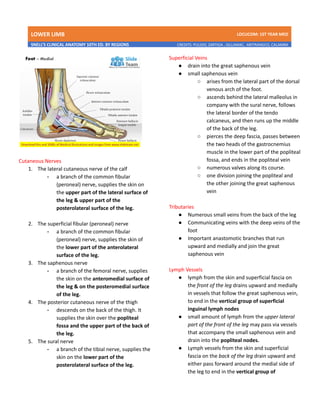 LOWER LIMB LDCUCOM: 1ST YEAR MED
SNELL’S CLINICAL ANATOMY 10TH ED. BY REGIONS CREDITS: PULIDO, ZARTIGA , GILLAMAC, ARITRANGCO, CALAMBA
Cutaneous Nerves
1. The lateral cutaneous nerve of the calf
- a branch of the common fibular
(peroneal) nerve, supplies the skin on
the upper part of the lateral surface of
the leg & upper part of the
posterolateral surface of the leg.
2. The superficial fibular (peroneal) nerve
- a branch of the common fibular
(peroneal) nerve, supplies the skin of
the lower part of the anterolateral
surface of the leg.
3. The saphenous nerve
- a branch of the femoral nerve, supplies
the skin on the anteromedial surface of
the leg & on the posteromedial surface
of the leg.
4. The posterior cutaneous nerve of the thigh
- descends on the back of the thigh. It
supplies the skin over the popliteal
fossa and the upper part of the back of
the leg.
5. The sural nerve
- a branch of the tibial nerve, supplies the
skin on the lower part of the
posterolateral surface of the leg.
Superficial Veins
● drain into the great saphenous vein
● small saphenous vein
○ arises from the lateral part of the dorsal
venous arch of the foot.
○ ascends behind the lateral malleolus in
company with the sural nerve, follows
the lateral border of the tendo
calcaneus, and then runs up the middle
of the back of the leg.
○ pierces the deep fascia, passes between
the two heads of the gastrocnemius
muscle in the lower part of the popliteal
fossa, and ends in the popliteal vein
○ numerous valves along its course.
○ one division joining the popliteal and
the other joining the great saphenous
vein
Tributaries
● Numerous small veins from the back of the leg
● Communicating veins with the deep veins of the
foot
● Important anastomotic branches that run
upward and medially and join the great
saphenous vein
Lymph Vessels
● lymph from the skin and superficial fascia on
the front of the leg drains upward and medially
in vessels that follow the great saphenous vein,
to end in the vertical group of superficial
inguinal lymph nodes
● small amount of lymph from the upper lateral
part of the front of the leg may pass via vessels
that accompany the small saphenous vein and
drain into the popliteal nodes.
● Lymph vessels from the skin and superficial
fascia on the back of the leg drain upward and
either pass forward around the medial side of
the leg to end in the vertical group of
 