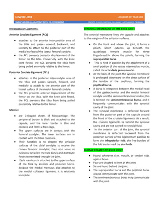 LOWER LIMB LDCUCOM: 1ST YEAR MED
SNELL’S CLINICAL ANATOMY 10TH ED. BY REGIONS CREDITS: PULIDO, ZARTIGA , GILLAMAC, ARITRANGCO, CALAMBA
Intracapsular Ligaments:
Anterior Cruciate Ligament (ACL)
● attaches to the anterior intercondylar area of
the tibia and passes upward, backward, and
laterally to attach to the posterior part of the
medial surface of the lateral femoral condyle.
● the ACL prevents posterior displacement of the
femur on the tibia. Conversely, with the knee
joint flexed, the ACL prevents the tibia from
being pulled anteriorly relative to the femur.
Posterior Cruciate Ligament (PCL)
● attaches to the posterior intercondylar area of
the tibia and passes upward, forward, and
medially to attach to the anterior part of the
lateral surface of the medial femoral condyle.
● the PCL prevents anterior displacement of the
femur on the tibia. With the knee joint flexed,
the PCL prevents the tibia from being pulled
posteriorly relative to the femur.
Menisci
● are C-shaped sheets of fibrocartilage. The
peripheral border is thick and attached to the
capsule, and the inner border is thin and
concave and forms a free edge.
● The upper surfaces are in contact with the
femoral condyles. The lower surfaces are in
contact with the tibial condyles.
● Their function is to deepen the articular
surfaces of the tibial condyles to receive the
convex femoral condyles; they also serve as
cushions between the two bones and distribute
forces transmitted through the joint.
● Each meniscus is attached to the upper surface
of the tibia by anterior and posterior horns.
Because the medial meniscus also attaches to
the medial collateral ligament, it is relatively
immobile.
SYNOVIAL MEMBRANE OF THE KNEE JOINT
The synovial membrane lines the capsule and attaches
to the margins of the articular surfaces.
● On the front and above the joint, it forms a
pouch, which extends up beneath the
quadriceps femoris muscle for three
fingerbreadths above the patella, forming the
suprapatellar bursa.
● This is held in position by the attachment of a
small portion of the vastus intermedius muscle,
called the articularis genus muscle.
● At the back of the joint, the synovial membrane
is prolonged downward on the deep surface of
the tendon of the popliteus, forming the
popliteal bursa.
● A bursa is interposed between the medial head
of the gastrocnemius and the medial femoral
condyle and the semimembranosus tendon; this
is termed the semimembranosus bursa, and it
frequently communicates with the synovial
cavity of the joint.
● The synovial membrane is reflected forward
from the posterior part of the capsule around
the front of the cruciate ligaments. As a result,
the cruciate ligaments lie behind the synovial
cavity and are not bathed in synovial fluid.
● In the anterior part of the joint, the synovial
membrane is reflected backward from the
posterior surface of the ligamentum patellae to
form the infrapatellar fold; the free borders of
the fold are termed the alar folds.
BURSAE RELATED TO KNEE JOINT
● Found wherever skin, muscle, or tendon rubs
against bone.
● Four are situated in front of the joint
● Six are found behind the joint.
● The suprapatellar bursa and the popliteal bursa
always communicate with the joint.
● The semimembranosus bursa may communicate
with the joint.
 