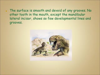 ■ The surface is smooth and devoid of any grooves. No
other tooth in the mouth, except the mandibular
lateral incisor, shows so few developmental lines and
grooves.
 
