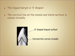 ■ The lingual margin is ‘S’ shaped
■ The cervical line on the mesial and distal surface is
convex incisally
S’ shaped lingual surface‘
Cervical line convex incisally
 