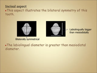 Incisal aspect
●This aspect illustrates the bilateral symmetry of this
tooth.
●The labiolingual diameter is greater than mesiodistal
diameter.
Bilaterally symmetrical
Labiolingually bigger
than mesiodistally
 
