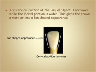 ■ The cervical portion of the lingual aspect is narrower
while the incisal portion is wider. This gives the crown
a more or less a fan shaped appearance
Cervical portion narrower
Fan shaped appearance
 
