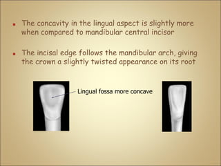 ■ The concavity in the lingual aspect is slightly more
when compared to mandibular central incisor
■ The incisal edge follows the mandibular arch, giving
the crown a slightly twisted appearance on its root
Lingual fossa more concave
 
