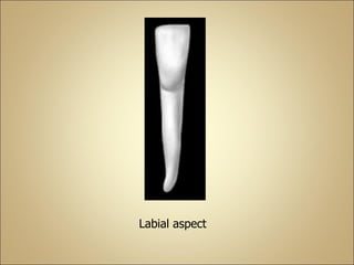 Labial aspect
 