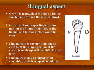 Lingual aspectLingual aspect::
 Crown is trapezoidal in shape with theCrown is trapezoidal in shape with the
shorter side toward the cervical third.shorter side toward the cervical third.
 Crown and root taper lingually. SoCrown and root taper lingually. So
most of the M and D outlines of themost of the M and D outlines of the
lingual and buccal surface could belingual and buccal surface could be
seen.seen.
 Lingual cusp is shorter than buccalLingual cusp is shorter than buccal
cusp (2/3) the major portion of thecusp (2/3) the major portion of the
crown is made up of the middle buccalcrown is made up of the middle buccal
lobe.lobe.
 Lingual cusp has a pointed tip (itLingual cusp has a pointed tip (it
resemble a well developed cingulum)resemble a well developed cingulum)
 