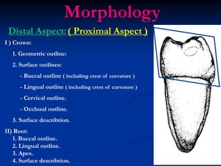 Lower First Molar | PPT