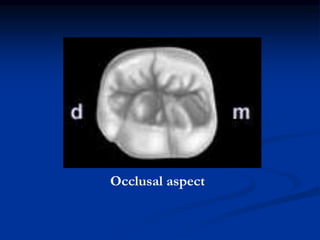 Lower First Molar | PPT