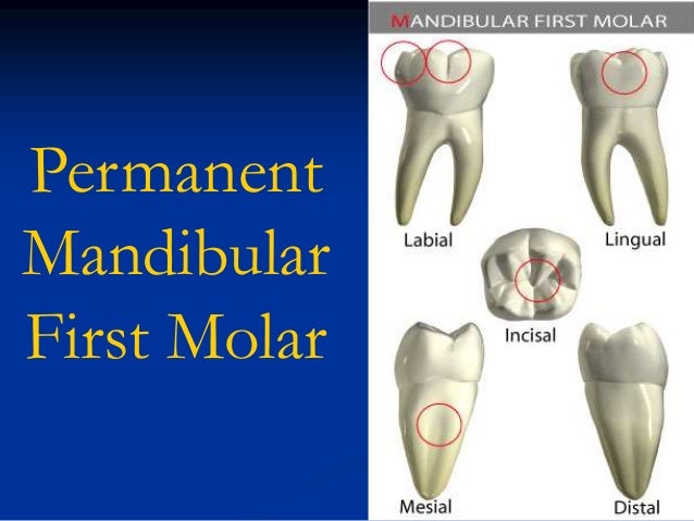 Lower First Molar Lower First Molar