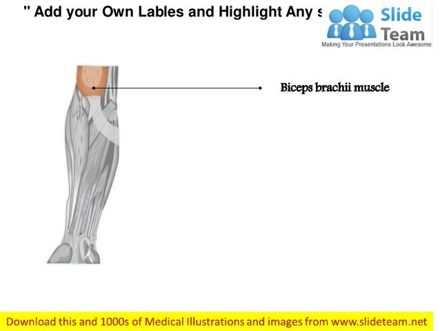 Lower arm anterior medical images for power point
