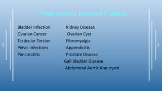 Non-Spinal Related Causes
Bladder Infection Kidney Disease
Ovarian Cancer Ovarian Cyst
Testicular Torsion Fibromyalgia
Pelvic Infections Appendicitis
Pancreatitis Prostate Disease
Gall Bladder Disease
Abdominal Aortic Aneurysm
 