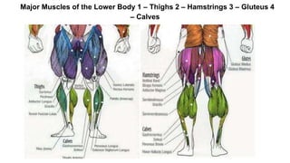 Major Muscles of the Lower Body 1 – Thighs 2 – Hamstrings 3 – Gluteus 4
– Calves
 